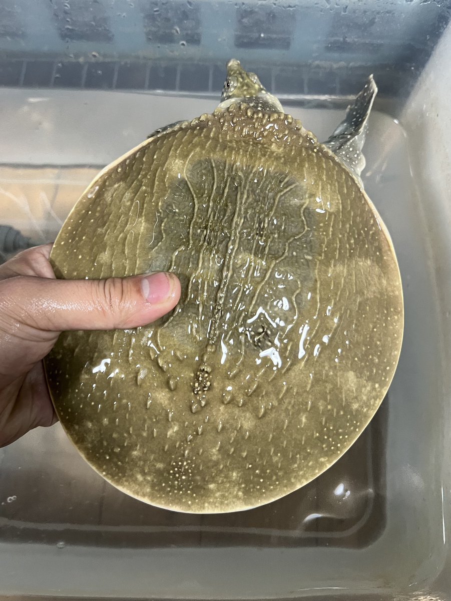 インドシナオオスッポン、ヒヨコを与え始めてから成長速度が加速している
この1ヶ月で1cm以上大きくなってる