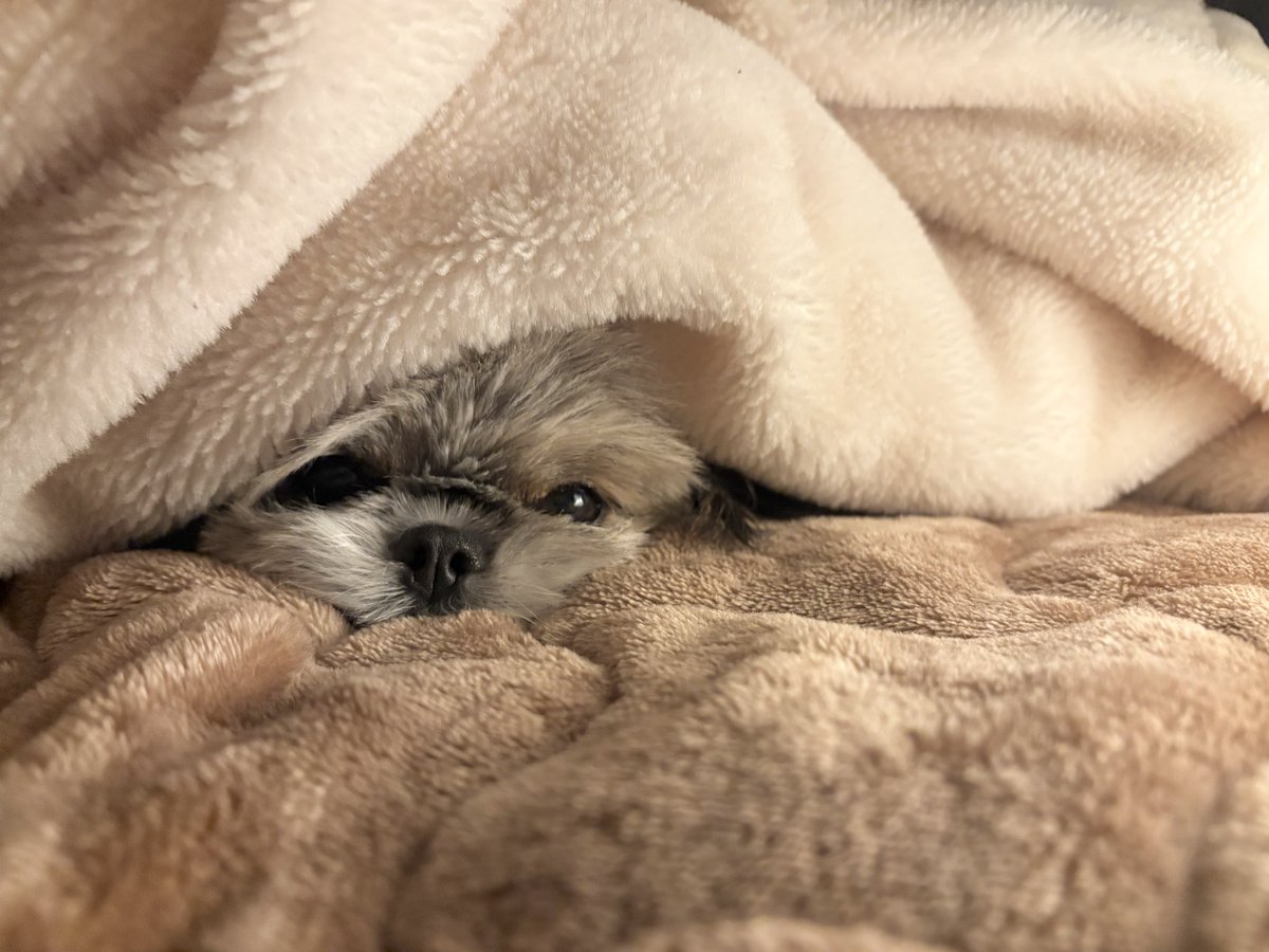 おやすみなさい