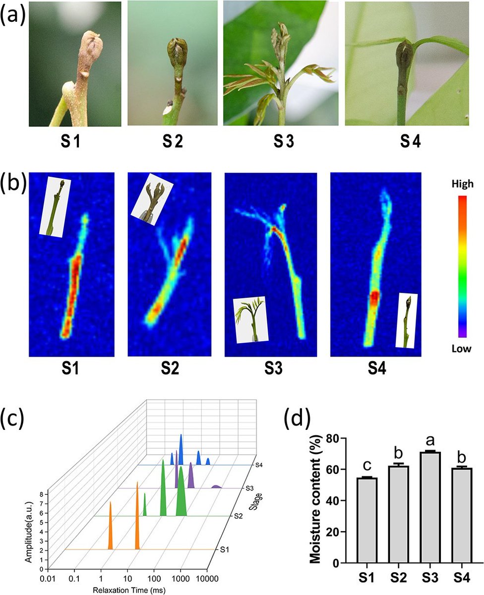 transpread's tweet image. Researchers from South China Agricultural University report new insights into dormancy regulation in litchi buds in a study published on May 7, 2025, in Horticulture Research.
#litchi #dormancy regulation
Details: doi.org/10.1093/hr/uha…