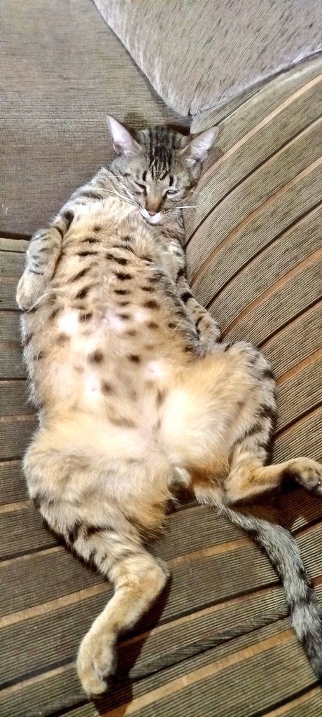 aline_tica's tweet photo. Aqui os gatos são claramente os donos do imóvel. Quem levantar do sofá por dois segundos não acha mais lugar pra sentar. https://t.co/cdnm9r9KIe