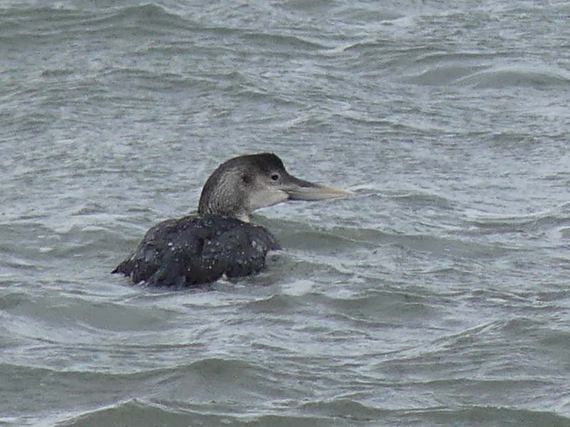 george hogg tweet media