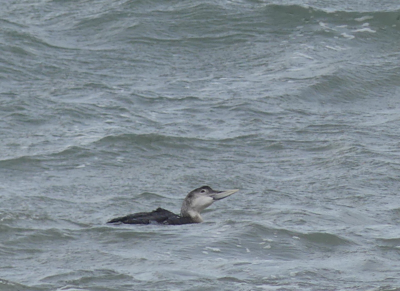 george hogg tweet media