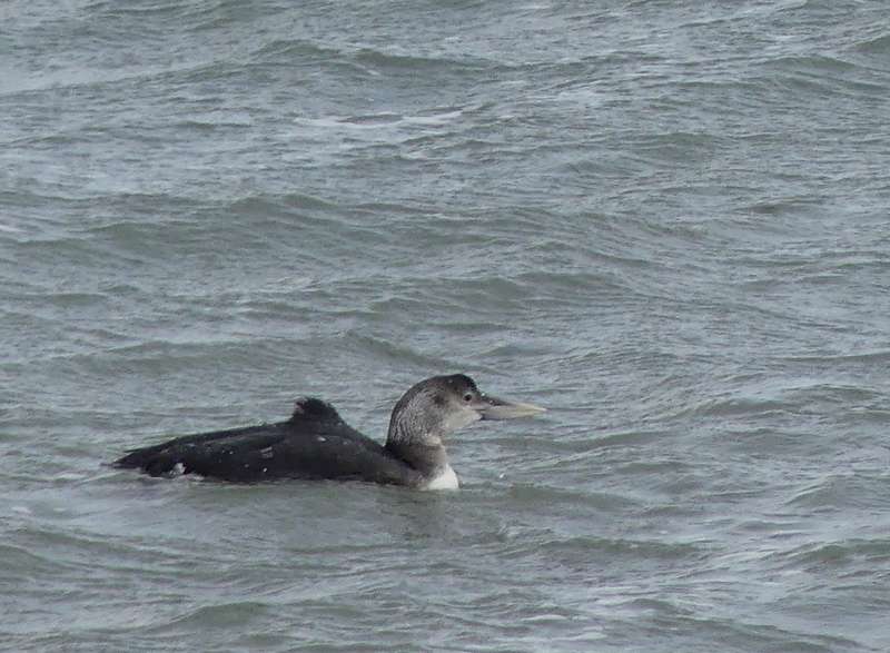 george hogg tweet media