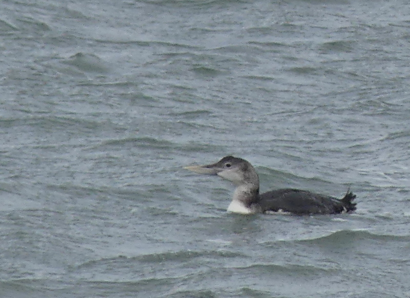 george hogg tweet media