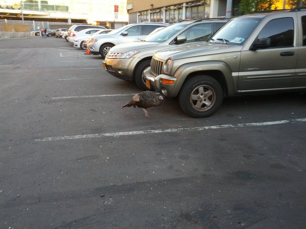 bfeitell's tweet photo. @BirdCentralPark I caught a shot of dear departed Zelda in this same parking lot between battery park and the ferry in 2013. https://t.co/jVMFb9eKg3