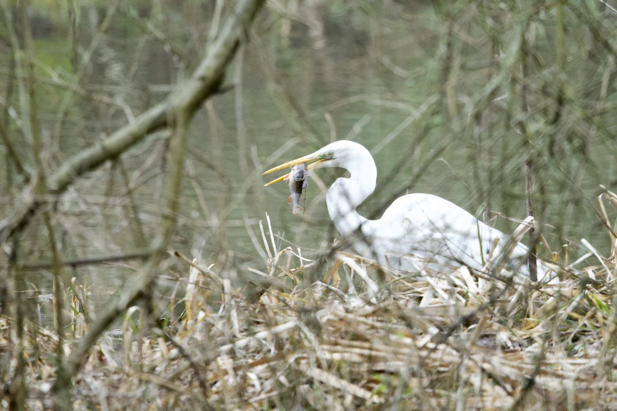 David Hateley tweet media