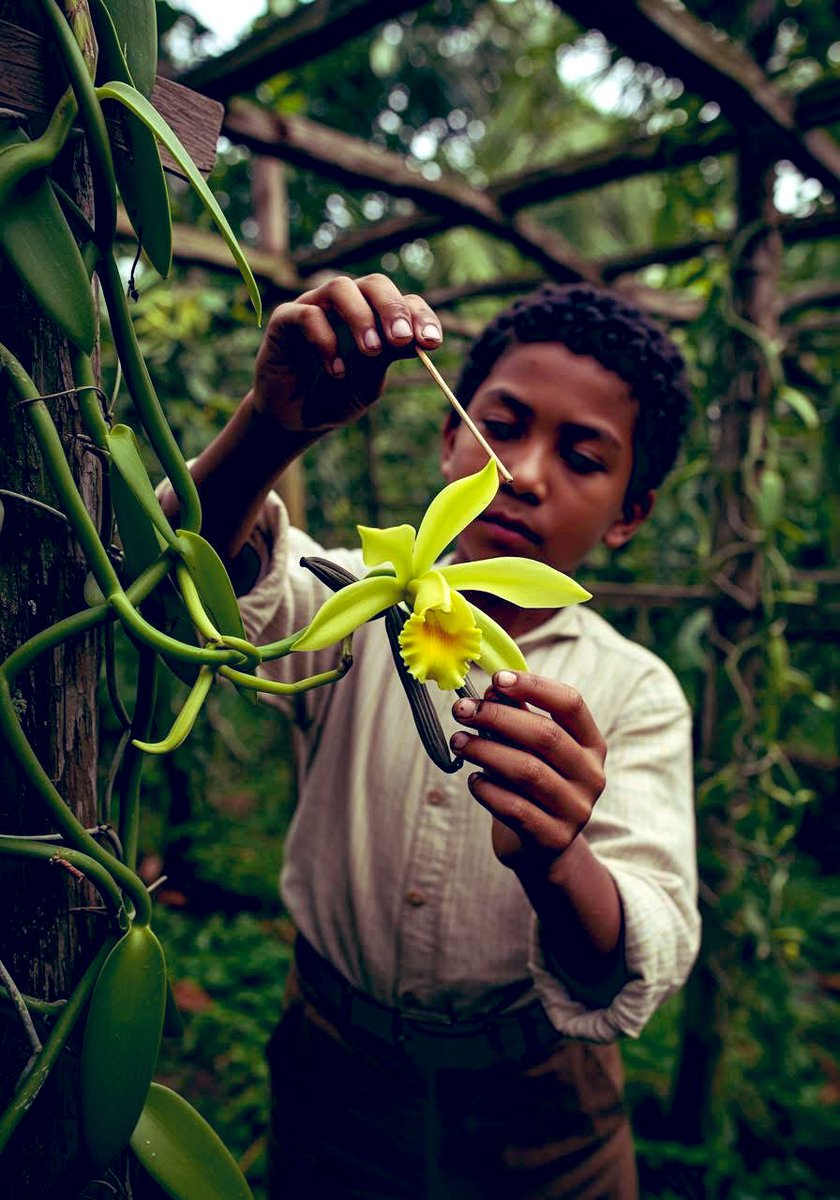 TheFlowerShow's tweet photo. In 1841, a 12-year-old boy changed the history of one of the world’s most beloved flavors: vanilla. 🌼🌼🌼
His name was Edmond Albius, an enslaved boy on the island of Réunion, a French colony. 
At the time, vanilla could only produce fruit in Mexico, where it was naturally pollinated by a specific species of bee. Everywhere else in the world, the flowers bloomed, but never formed pods.
While working in his master’s garden, Edmond carefully studied the delicate vanilla orchid. He discovered that a thin membrane inside the flower prevented natural pollination. Using a small stick, he gently lifted the membrane and manually brought the pollen into contact with the female part of the flower.
It was a simple gesture, but it changed everything.
His method of hand-pollination is still used today. Thanks to his discovery, Réunion and later Madagascar became global centers of vanilla production.
Although Edmond never received the wealth or recognition he deserved and died in poverty, every vanilla pod grown outside Mexico traces back to the ingenuity of a 12-year-old boy who simply paid attention.

📷Stiati ca?