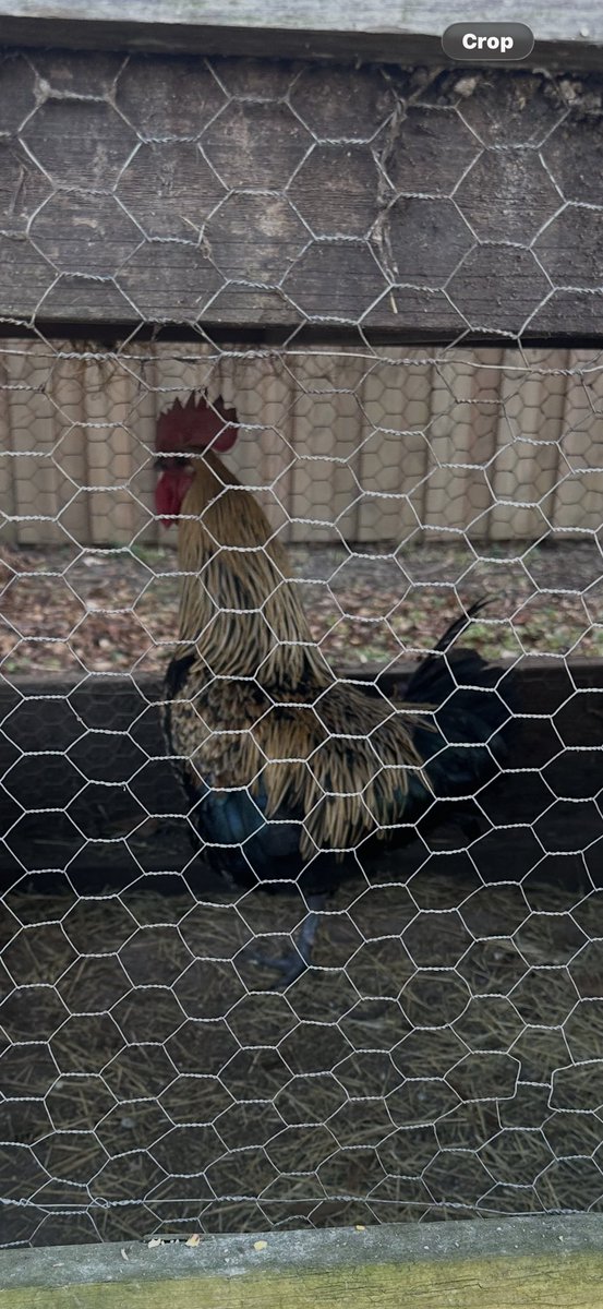 patkcee's tweet photo. @dbrenee spring will be here soon and we want to raise chicks again,but we lost all of our eggs last time because our incubator stopped working.  Won’t you please help with another one?  Here’s pics of some of our babes, aren’t they beautiful? https://t.co/H48nozzggP https://t.co/b3h2cJlxWE