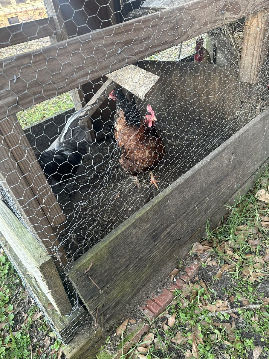 patkcee's tweet photo. @dbrenee spring will be here soon and we want to raise chicks again,but we lost all of our eggs last time because our incubator stopped working.  Won’t you please help with another one?  Here’s pics of some of our babes, aren’t they beautiful? https://t.co/H48nozzggP https://t.co/b3h2cJlxWE