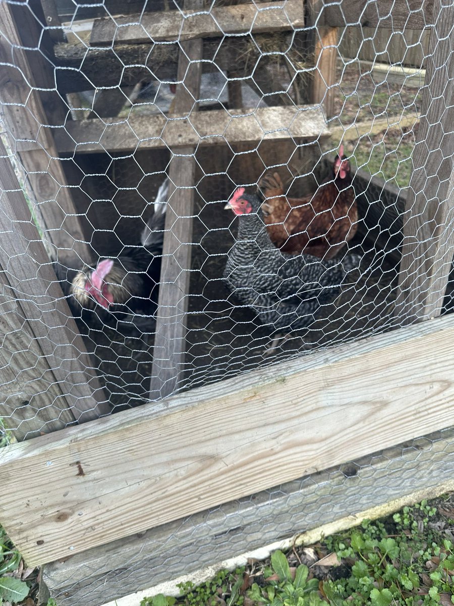 patkcee's tweet photo. @dbrenee spring will be here soon and we want to raise chicks again,but we lost all of our eggs last time because our incubator stopped working.  Won’t you please help with another one?  Here’s pics of some of our babes, aren’t they beautiful? https://t.co/H48nozzggP https://t.co/b3h2cJlxWE