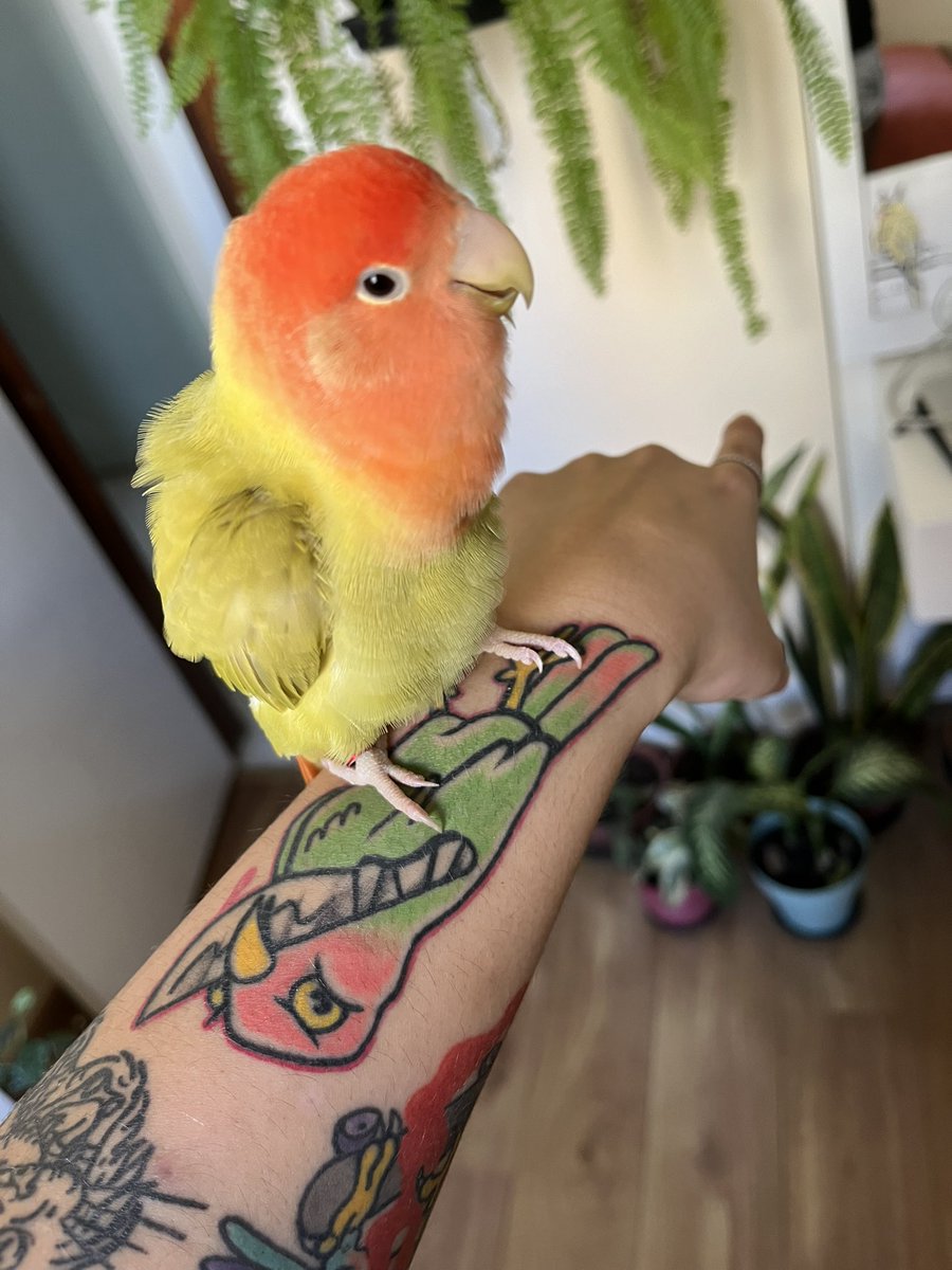 wtft__dora's tweet image. a Goiaba sabe muito bem que essa tatuagem foi inspirada nela e ela fica se achando por causa disso…