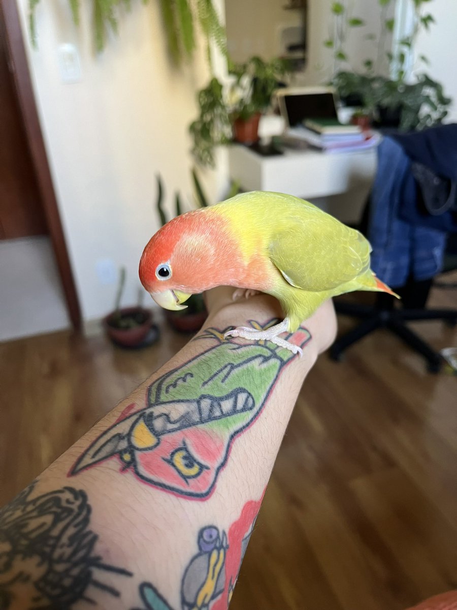 wtft__dora's tweet image. a Goiaba sabe muito bem que essa tatuagem foi inspirada nela e ela fica se achando por causa disso…