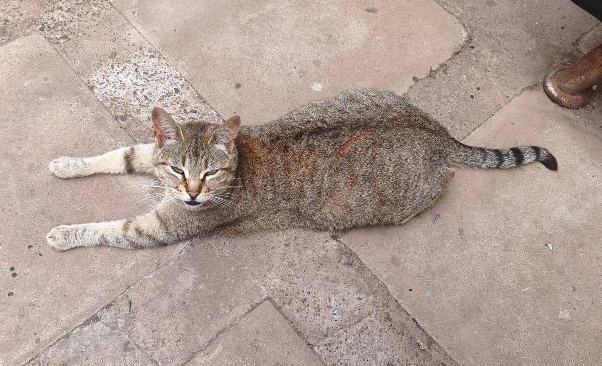 Buscan hogar para esta gatita, de 2 años, que fue recientemente abandonada. Se encuentra esterilizada. Es muy dócil y cariñosa. Si deseas adoptarla, comunícate al +56972212555. Favor RT!
#VinaDelMar