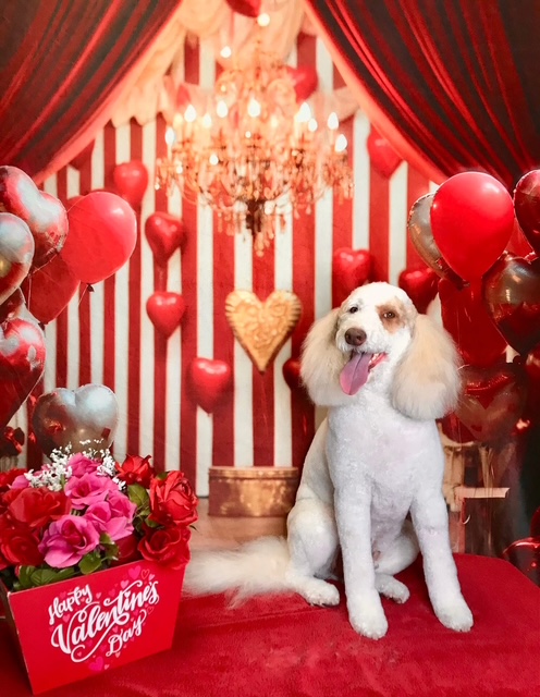 StyleNPups's tweet photo. Style N Pups of Jensen Beach, Your Top choice for Dog Grooming! #stylenpups #veteranownedbusiness #DogsofTwittter #DogsOnTwitter #jensenbeach #treasurecoast #Dog #TREASURECOAST #dogs #jensenbeach #martincounty #dogsarelove #dogsonx #PuppyLove #PuppyLovers https://t.co/Pzn8LVd9rZ