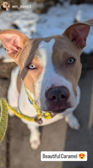 NMBewitched's tweet image. #DogoftheDay 
#ThursdayThriving
Caramel 
nycacc.app/#/browse/240565 
104 Days in a cage 
#AdoptMe 

Our shy melting beauty🥰
This #LongStay is very timid &amp;amp; gentle 
She thrives w/ one on one interactions 
Craving a safety she has never known 

Once this #DiamondDog gives her heart
