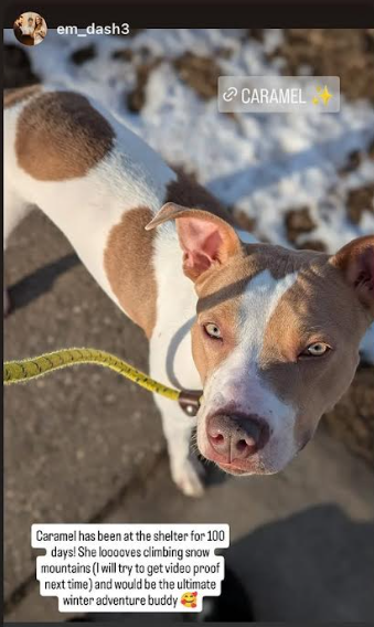 NMBewitched's tweet image. #DogoftheDay 
#ThursdayThriving
Caramel 
nycacc.app/#/browse/240565 
104 Days in a cage 
#AdoptMe 

Our shy melting beauty🥰
This #LongStay is very timid &amp;amp; gentle 
She thrives w/ one on one interactions 
Craving a safety she has never known 

Once this #DiamondDog gives her heart