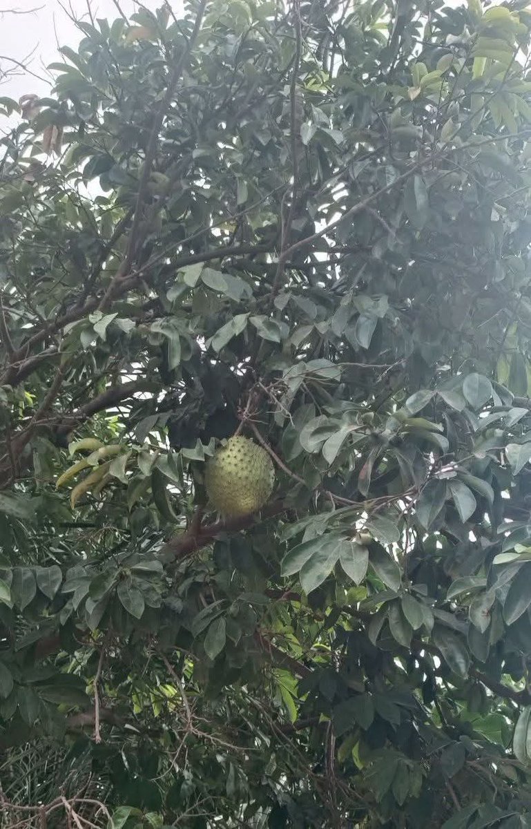 SpacesWithEwes's tweet photo. #EweTrivia: How do you call this fruit in your local dialects?
📌 Bonus Point:
What is the Eʋe name for FRUITS? https://t.co/vbbdXwoh1w