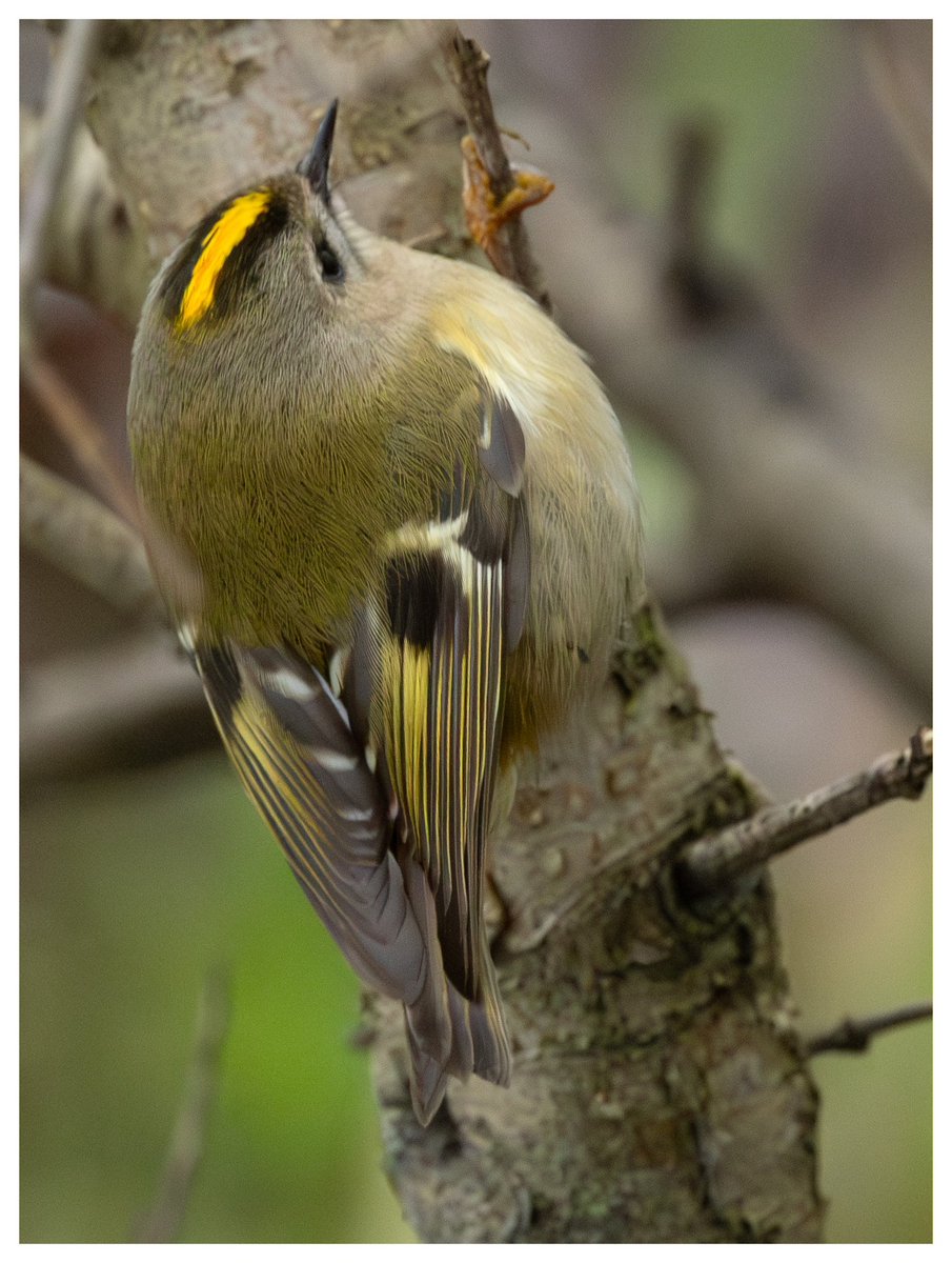 Today I got a chance to photograph two rare (for me) birds that I love. First the Goldcrest at North Cave YWT reserve <a href="/serudd1960/">Susan Rudd</a> <a href="/FrostlynneLynn/">Lynne Frost</a> <a href="/5Naureen/">Naureen Khalid</a> <a href="/iandt53/">Ian Thomson</a> <a href="/stephen_spc/">SPC</a> <a href="/VexHill/">HawkeyGirl</a> 
#goldcrest