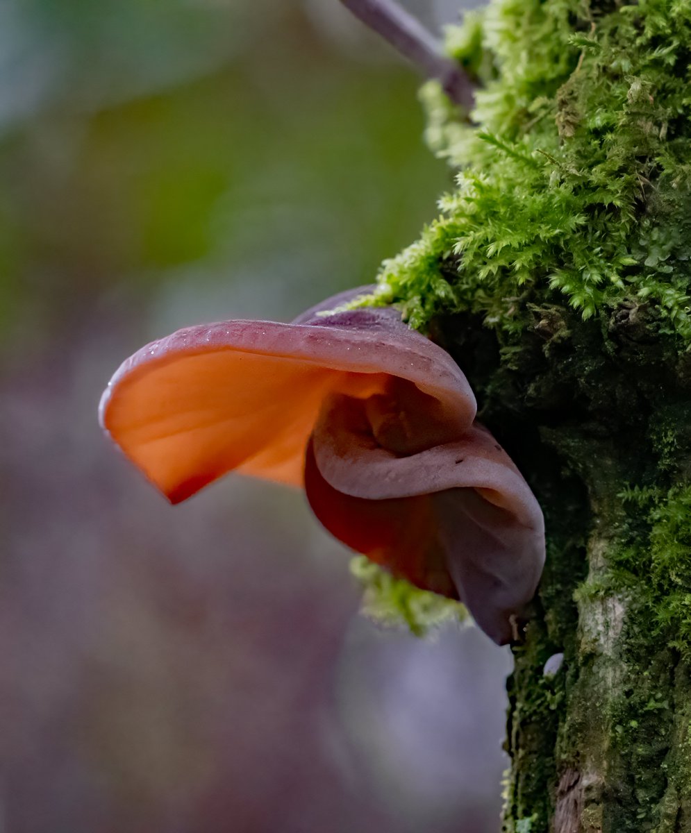 david alan bird tweet media