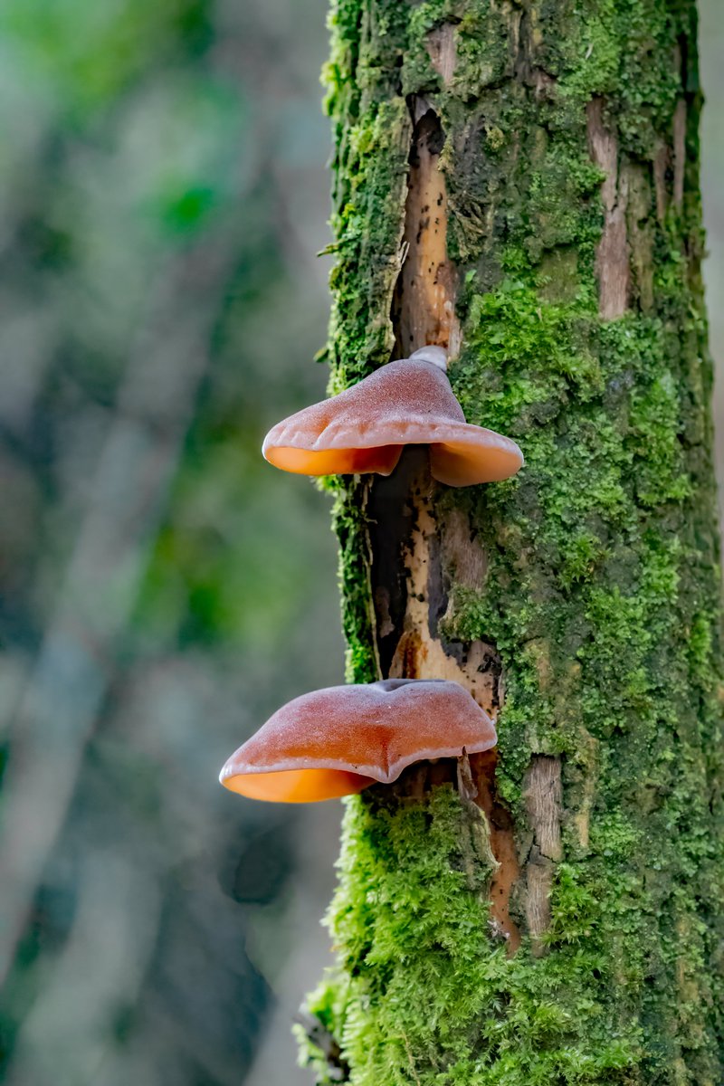 david alan bird tweet media