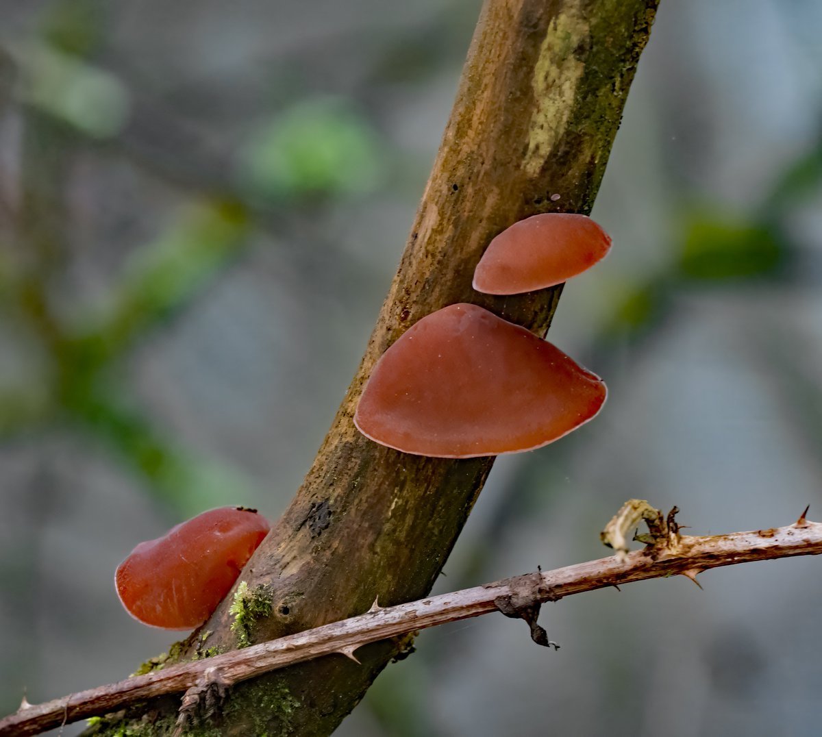 david alan bird tweet media