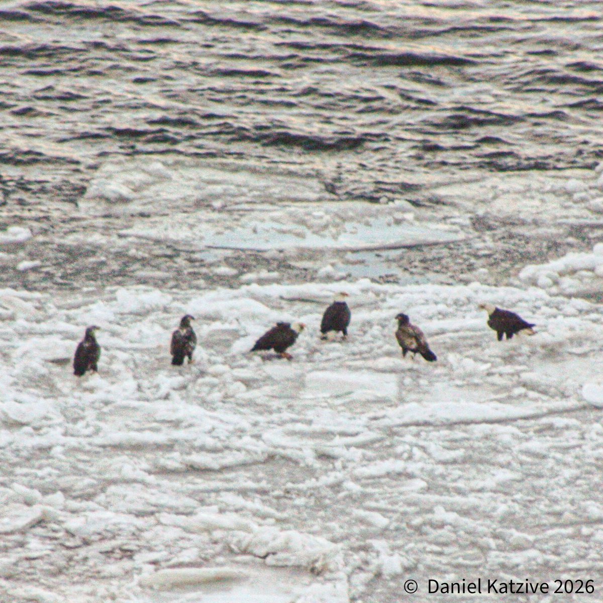 Daniel Katzive tweet media