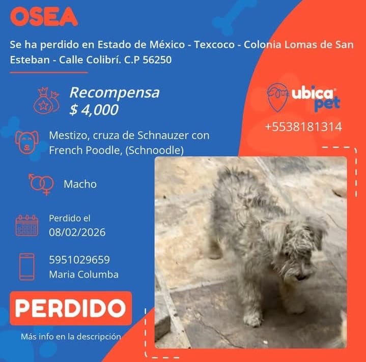 🟠 PERDIDO 🟠
👉 Más info: ubicapet.com.mx/perdidos/osea-…

P6469

▪️Osea
▪️Macho
▪️Mestizo,  cruza de Schnauzer con Poodle,  (Schnoodle)
▪️Color plata con blanco 
▪️Sin collar 
▪️Sin placa 
▪️Estado de México 
▪️Texcoco 
▪️Colonia  Lomas de San Esteban