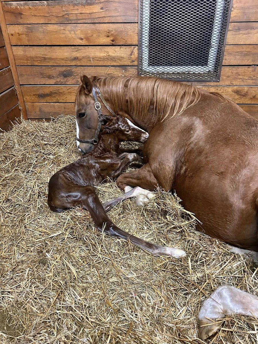 MyRacehorse's tweet photo. Our hearts can't handle this duo! 🩶

The newest Seize the Grey foal out of Music City. Congrats to the connections!

📸 Terrazas Thoroughbreds https://t.co/kku4cug1H2