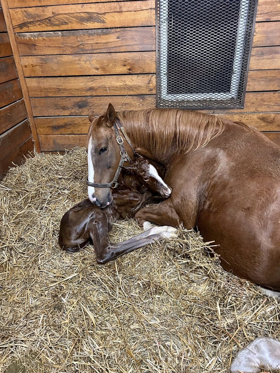 MyRacehorse's tweet photo. Our hearts can't handle this duo! 🩶

The newest Seize the Grey foal out of Music City. Congrats to the connections!

📸 Terrazas Thoroughbreds https://t.co/kku4cug1H2