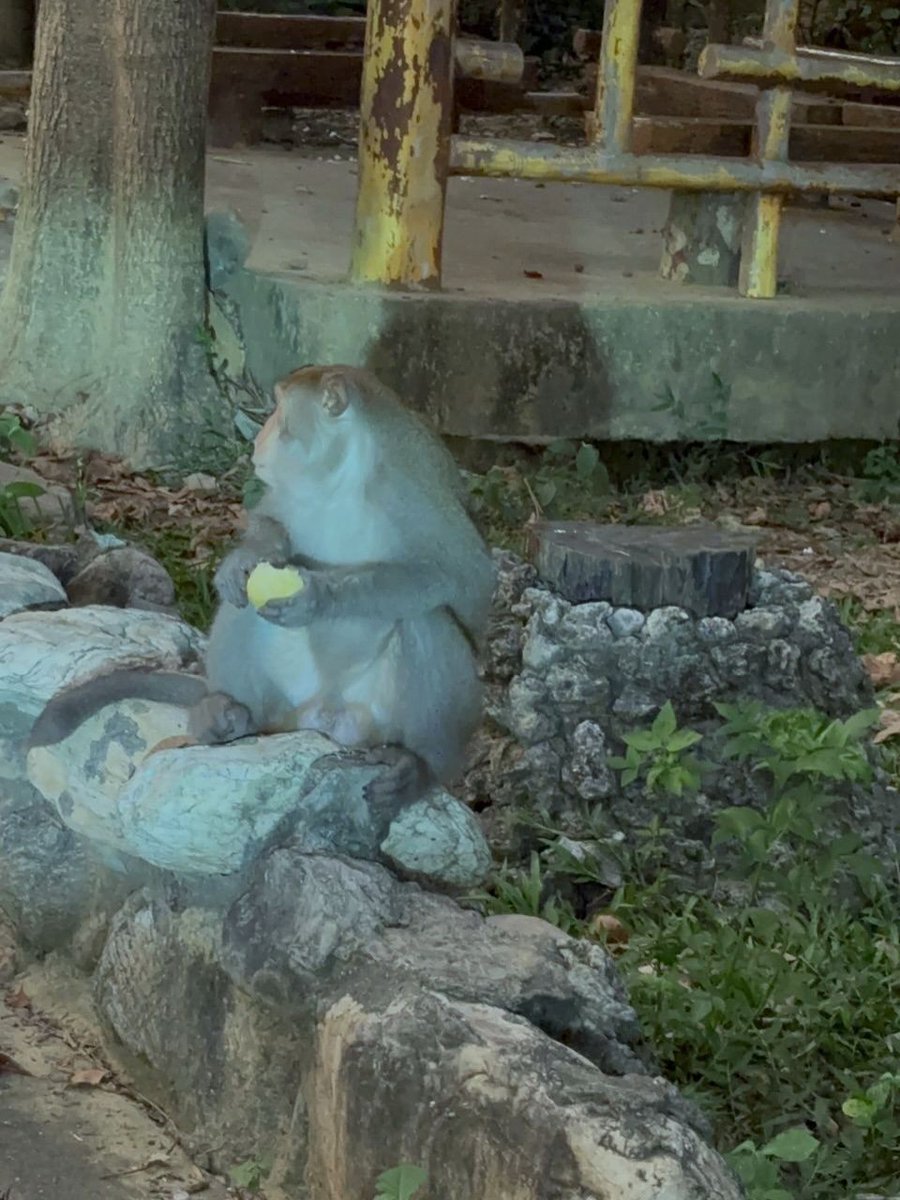 Premium TV tweet media