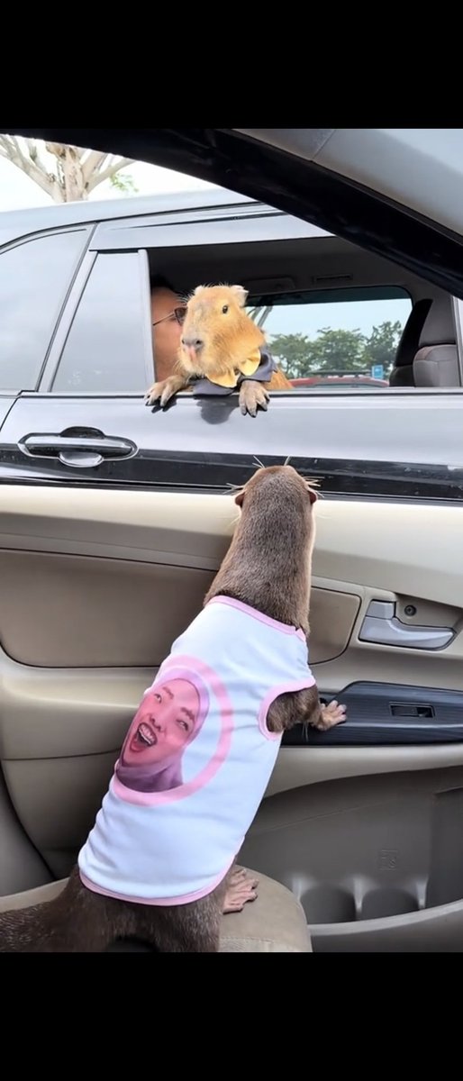 Degen The Otter tweet media