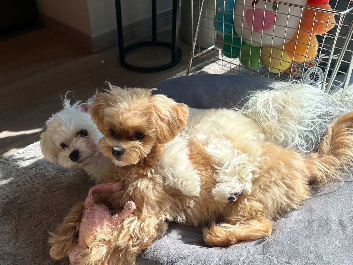 ₍ᐢ‥ᐢ₎ ♡ tweet media