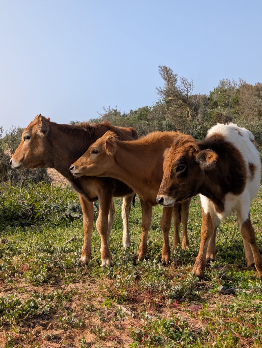 Radouane ELHAJALI tweet media