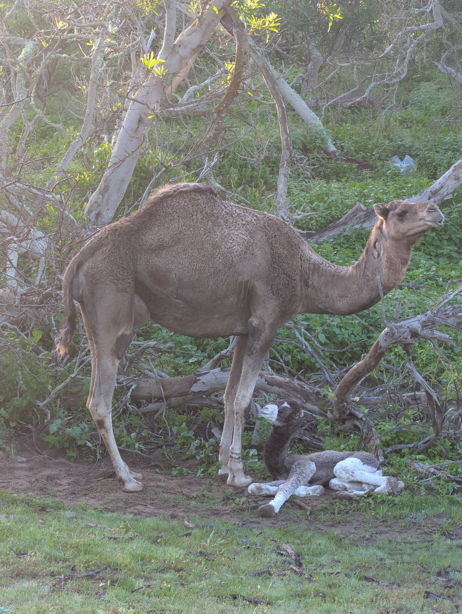 Radouane ELHAJALI tweet media