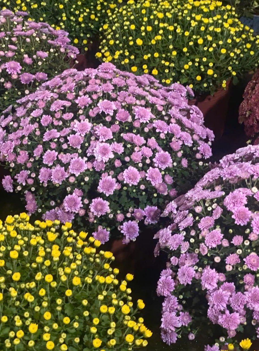 Sleep well there ☘️
.
sweet dreams mate
.
luck will smile upon us tomorrow