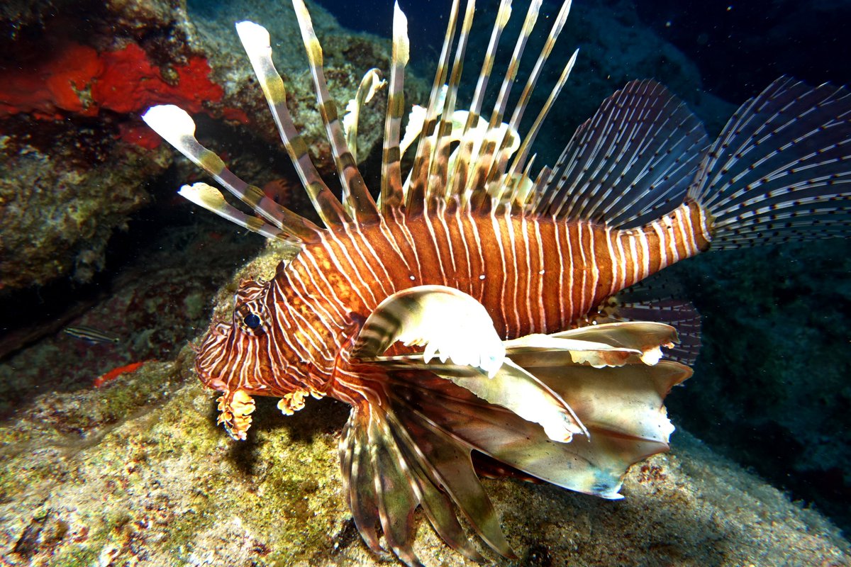 Stelios Katsanevakis tweet media