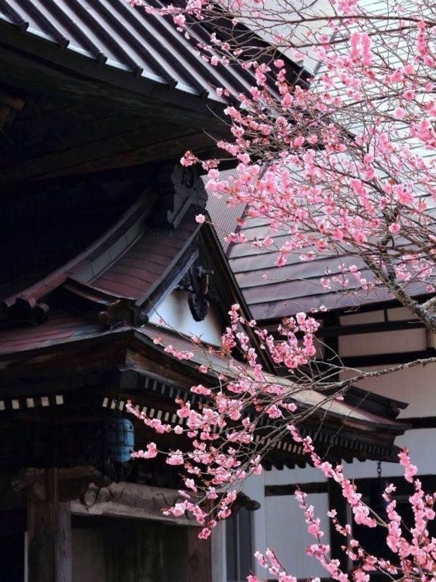 MozartCultures's tweet photo. japan aesthetics https://t.co/sJTbcNdjTG