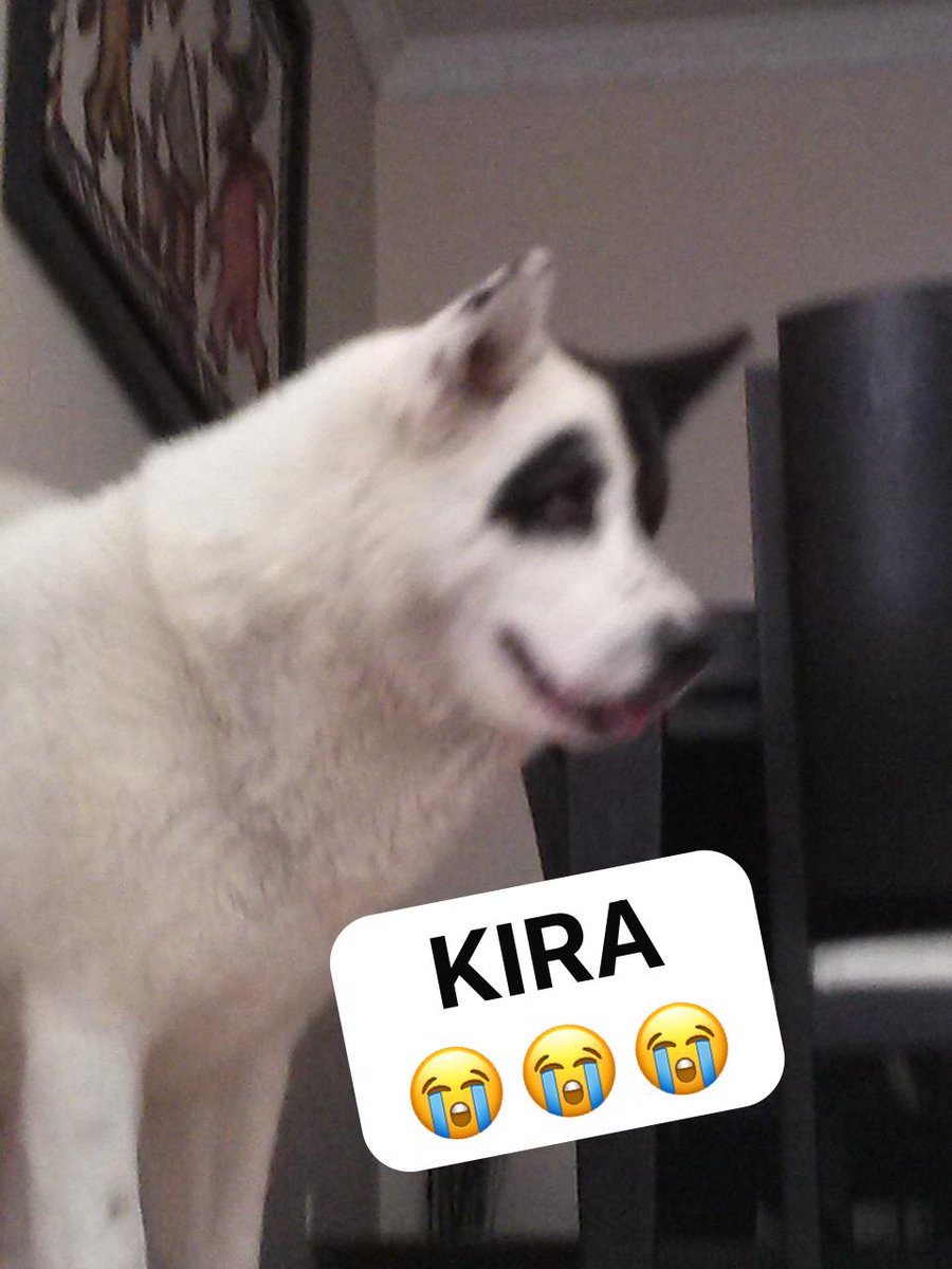 MemoriasDTablon's tweet photo. NOS MATARON A KIRA
😭😭🐶😭😭
QUE TIENE EN LA MENTE Y EN EL CORAZÓN 

UN SER HUMANO QUE VIENDO UNA PERRITA EN LA CALLE, AL FRENTE DE SU CASA 

Y PASARLE LA CAMIONETA ENCIMA!!! 
😭😭😭😭 https://t.co/w5mDWio7Kd
