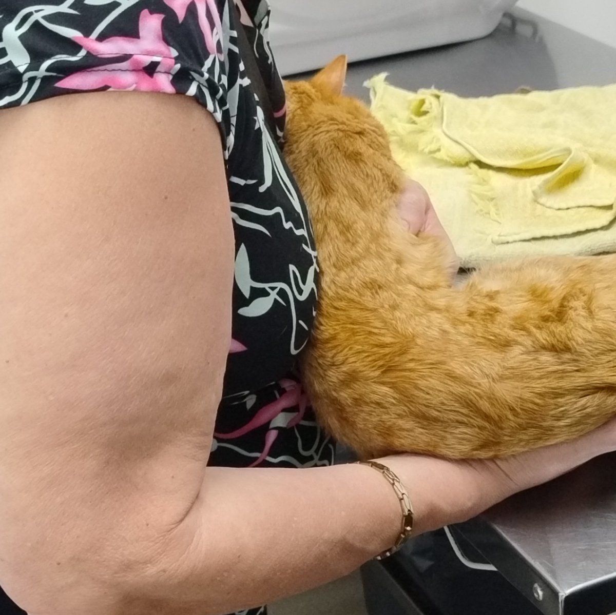 nova 🪷 tweet media