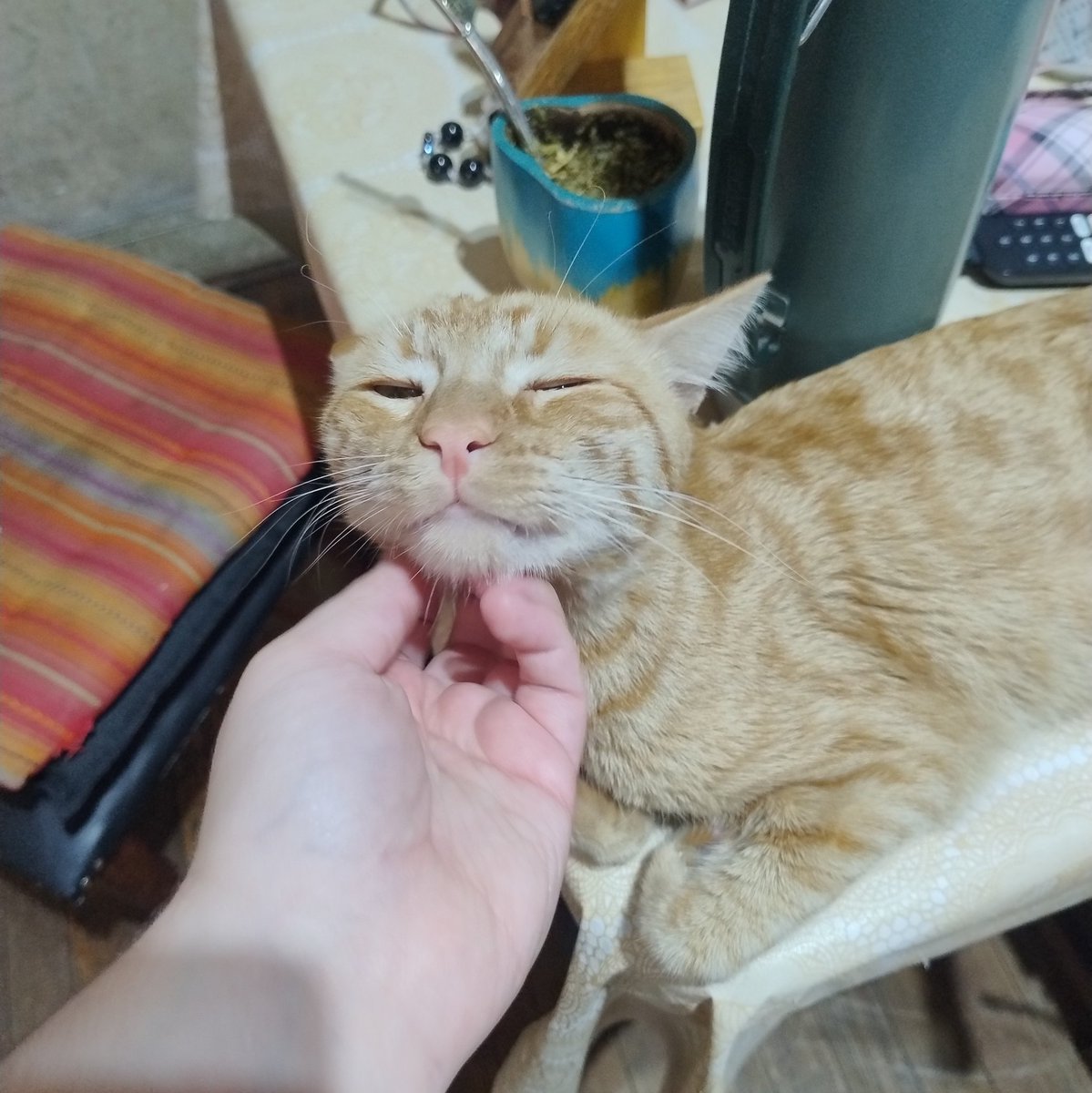 RT PARA DIFUNDIR POR FAVOR. 

Buenas, odio tener que hacer esto pero mi gatito Rex de 1 año y 4 meses está muy grave de salud. Todavía no sabemos que tiene, en el mejor de los casos es una neumonía, pero lo más probable es que tenga un tumor. Estamos llevándolo todos los >