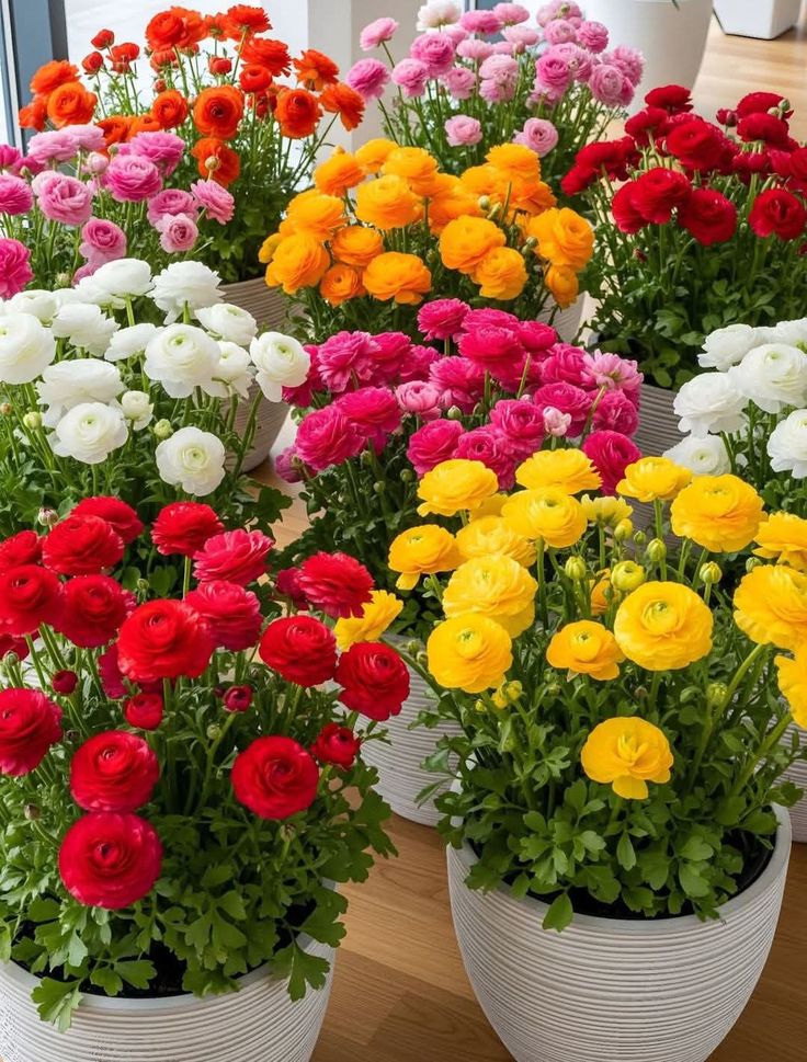 Allied international education system (@emmanature12) on Twitter photo 