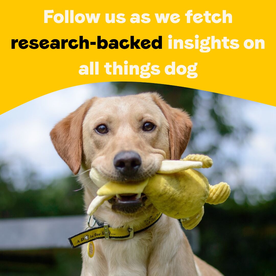Dogs Trust's Canine Behaviour & Research Teams 💛 tweet media