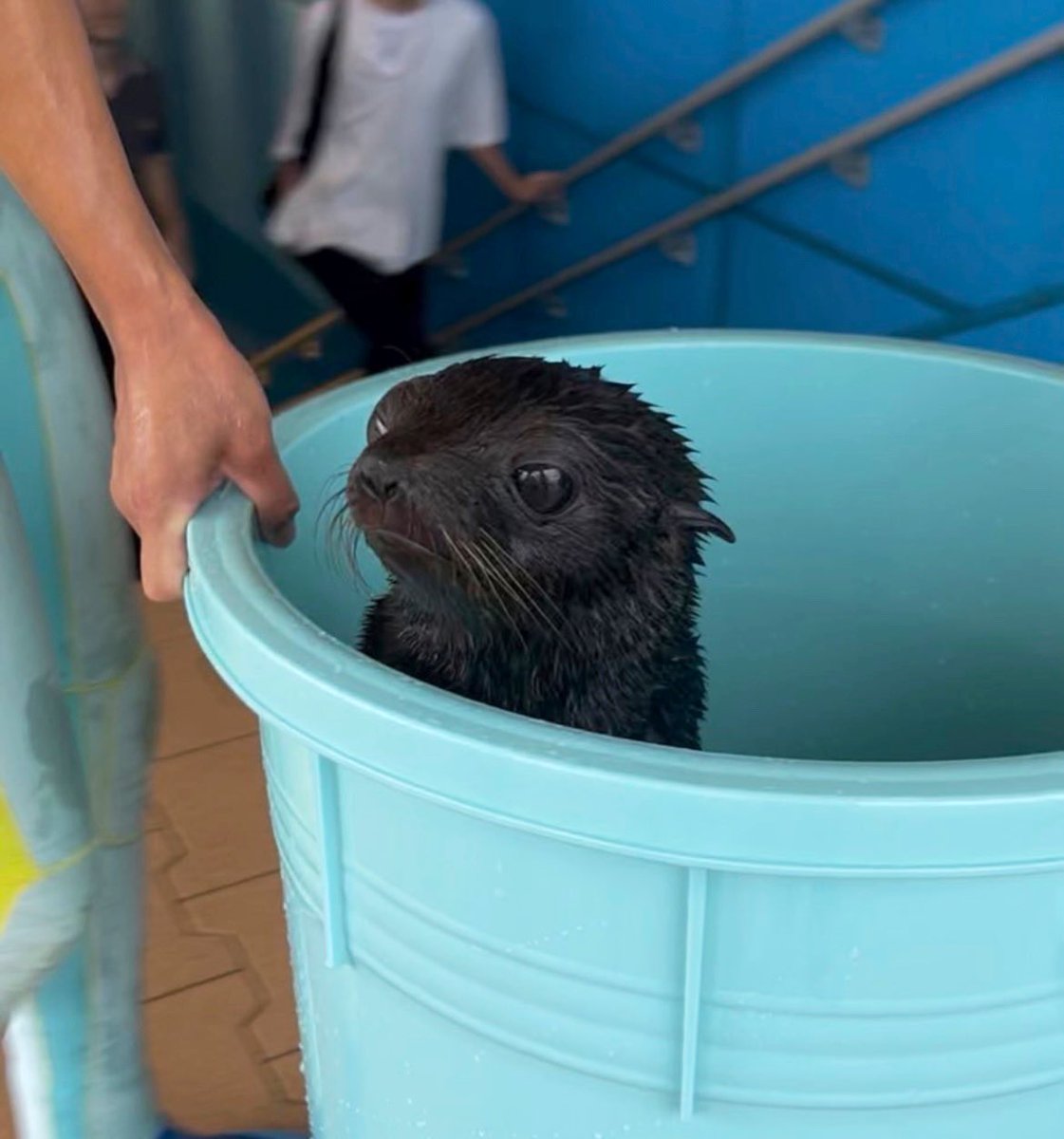 Snowball tweet media