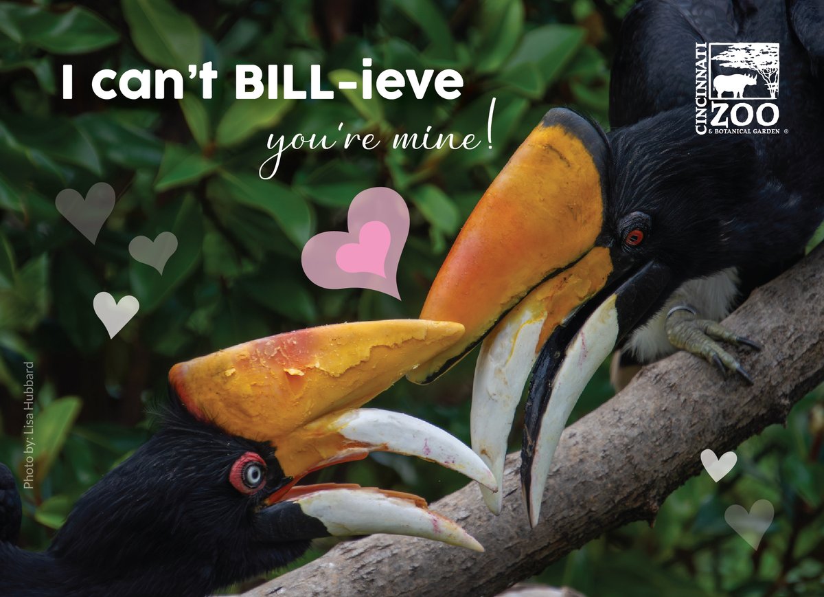 CincinnatiZoo's tweet image. Roses are red,
Violets are blue,
These animal valentines
Are purrfect for you