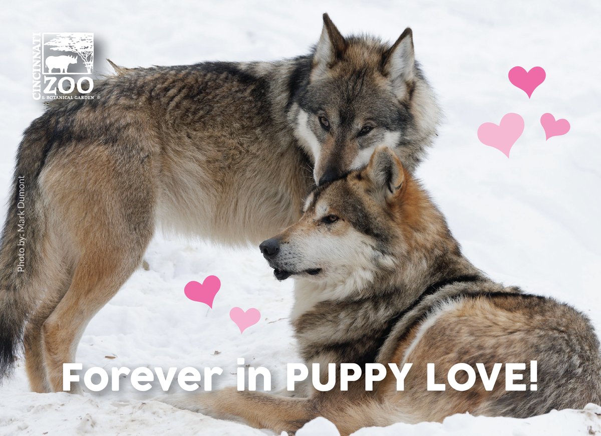 CincinnatiZoo's tweet image. Roses are red,
Violets are blue,
These animal valentines
Are purrfect for you