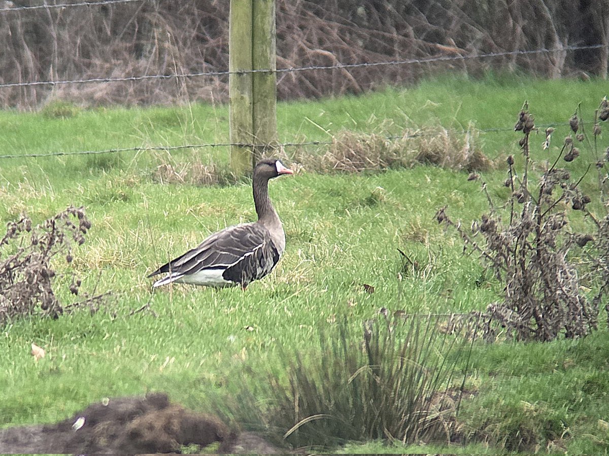 Stuart Read tweet media