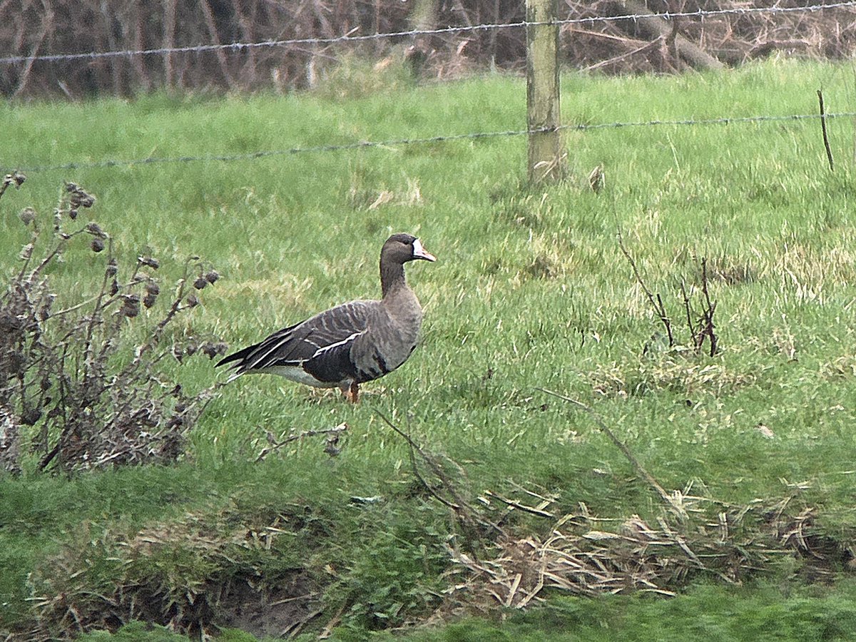 Stuart Read tweet media