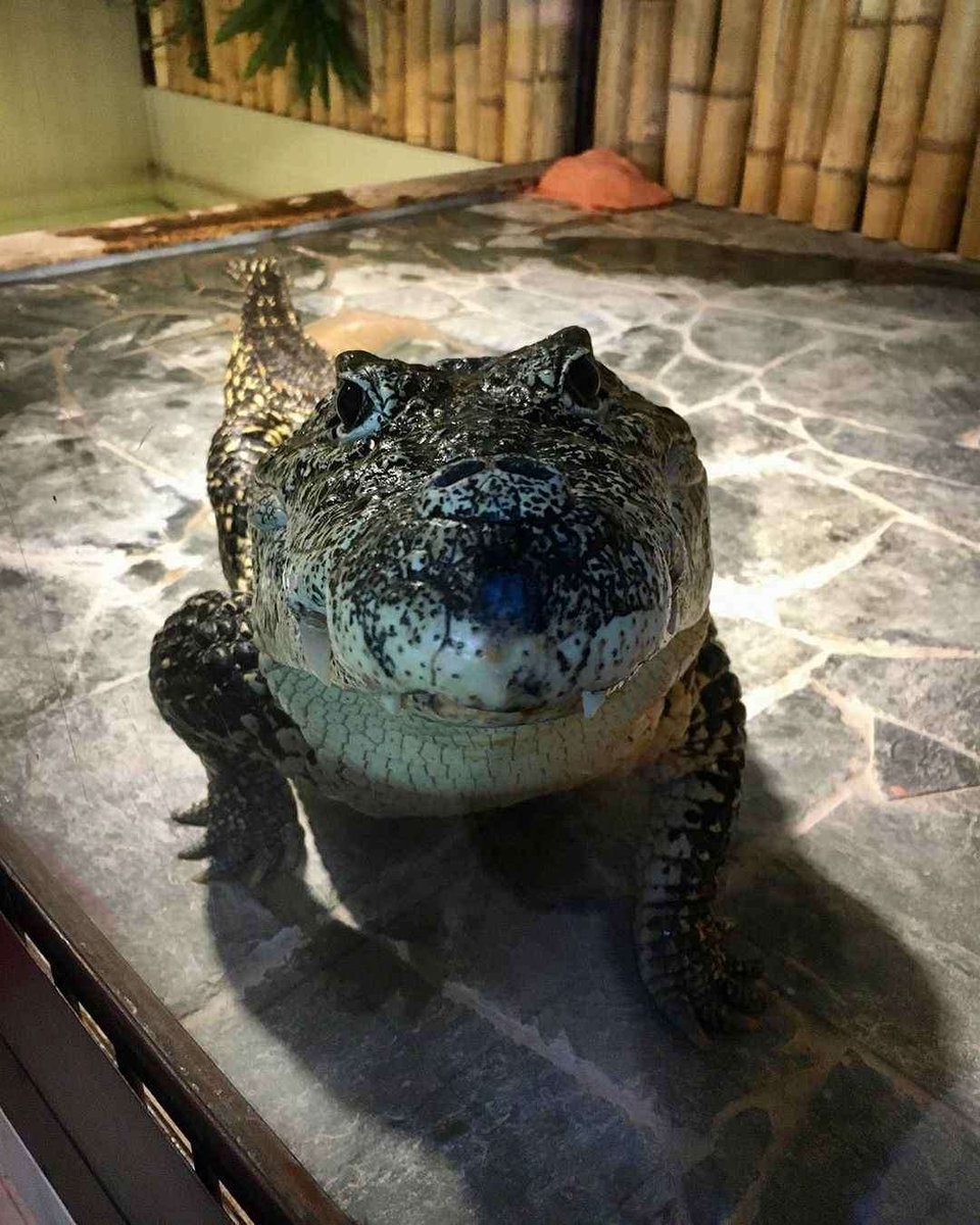 Huuuuoliiiis
He vuelto🐊
Perdon si en un mes no he subido nada, me tome un mini descanzo y de paso viaje para ir a visitar a mi abuelo jsjsjs
En unos dias vere de subir dibujito nuevo🐊