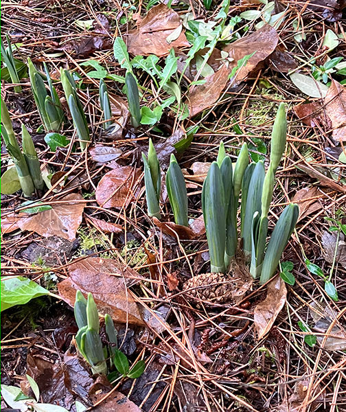 Up here in the PNW it always amazes me how early in the season we begin to see signs of the approaching Spring. The Hellabores and Heather are blooming and the Daffodils are up—and it's barely February! What's happening in your neck of the woods?