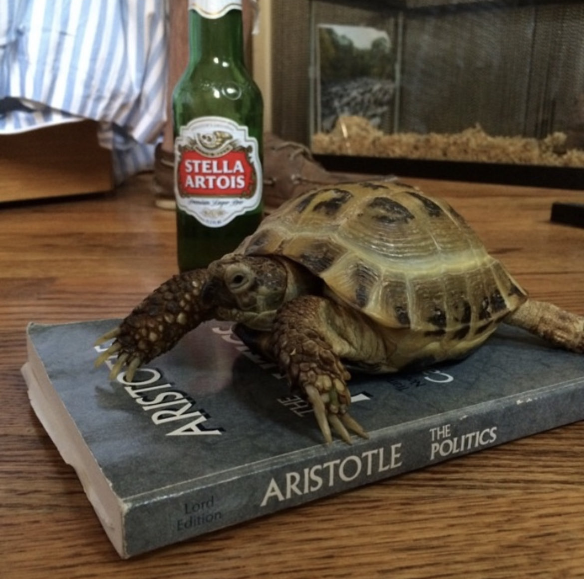 TenreiroDaniel's tweet photo. It may surprise some of you to learn I have a pet tortoise named Roberto Bolaño who’s been with me for 17 years https://t.co/KaapUWrMth